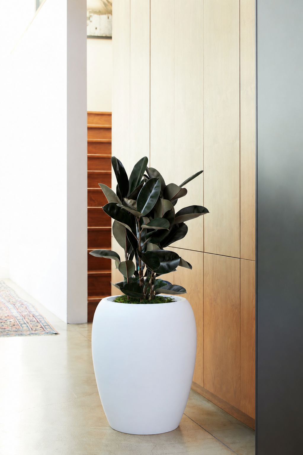Rubber Tree