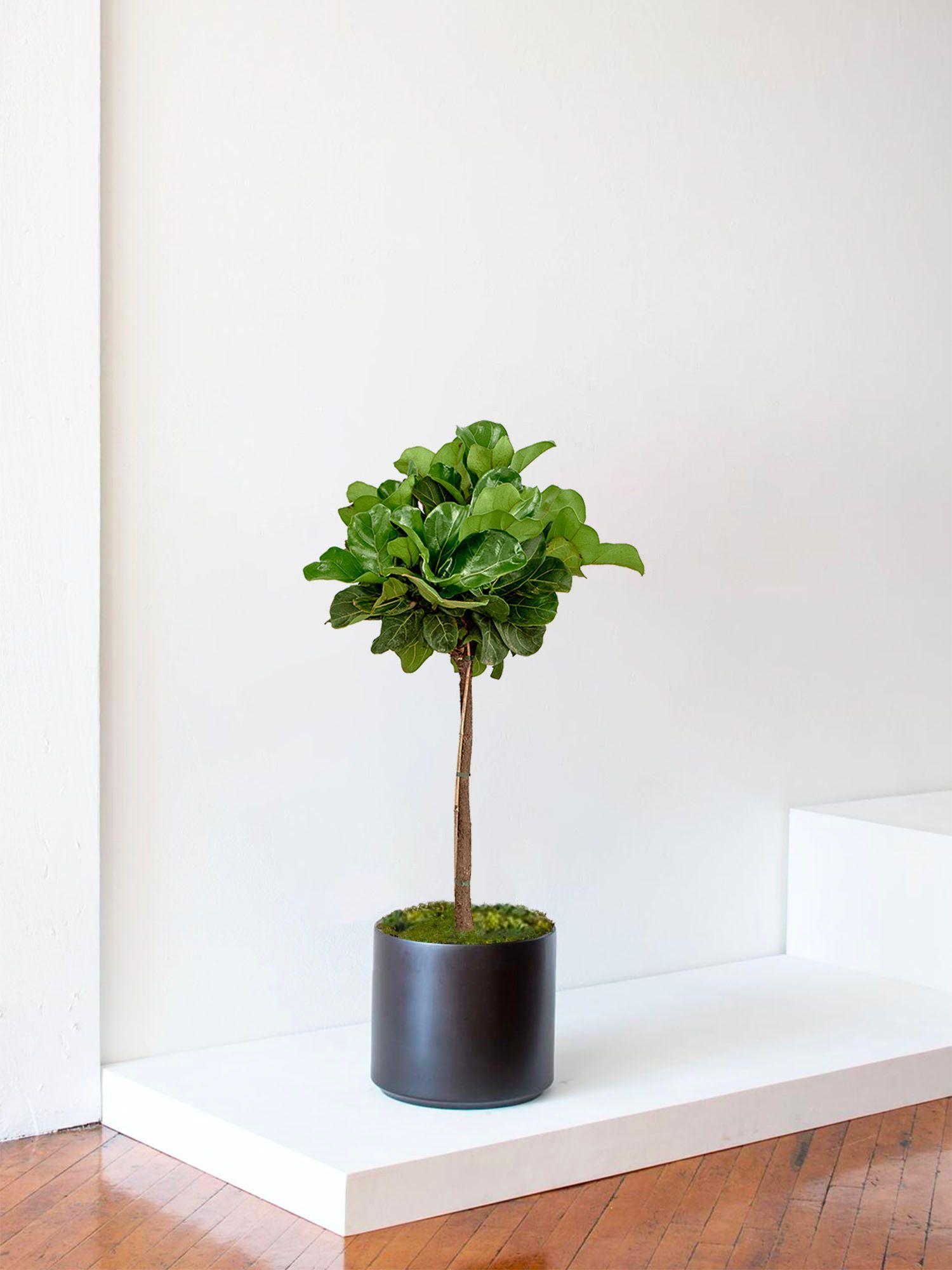 Ficus Lyrata Canopée