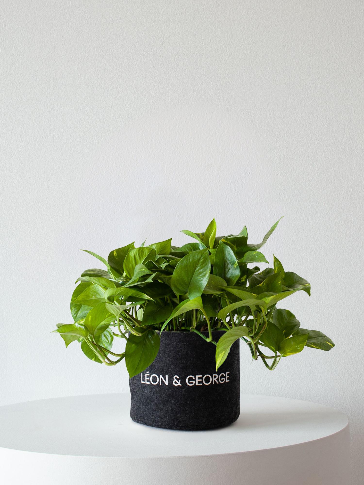 Cascading Pothos