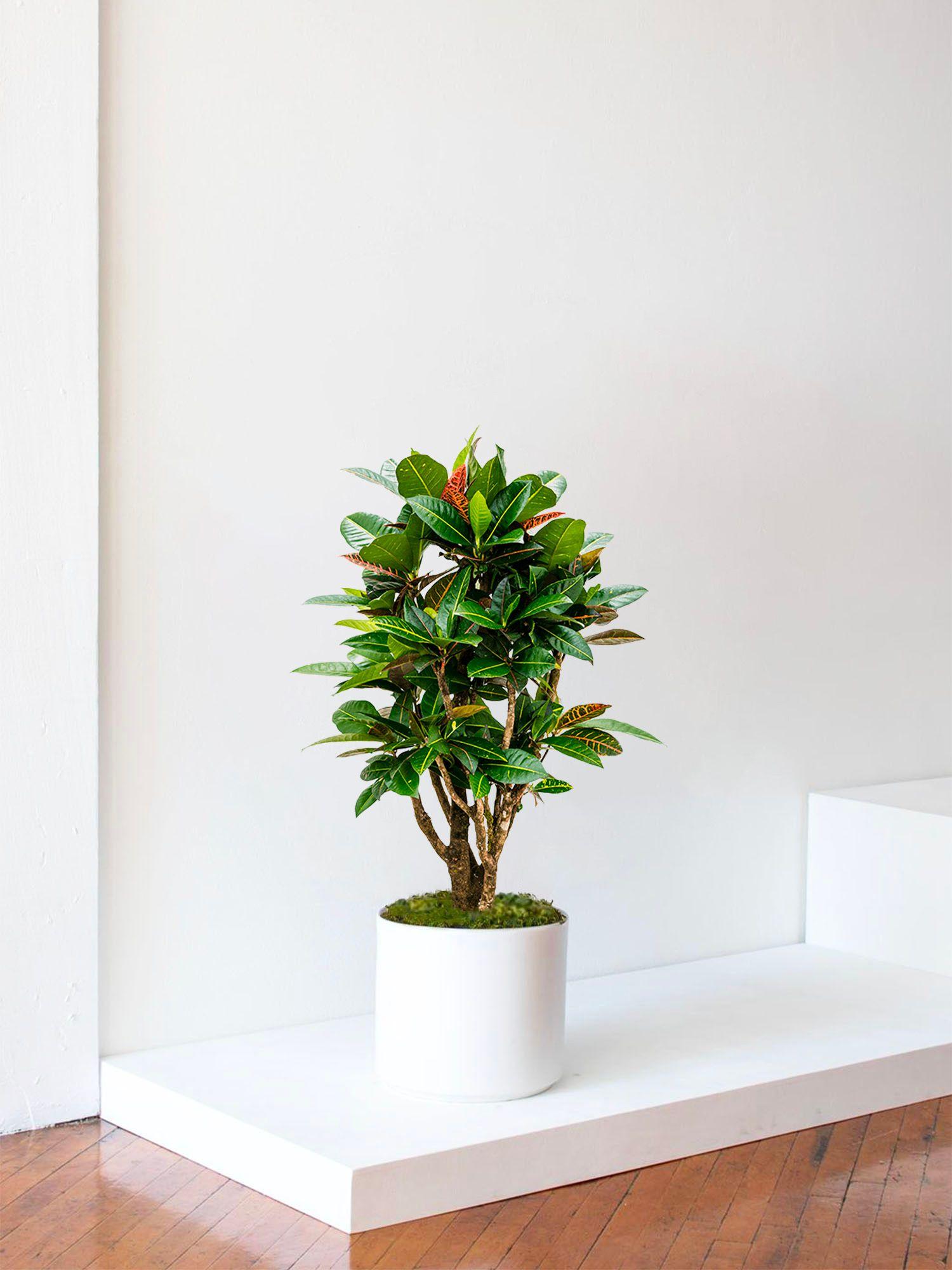 Croton Golden Petra