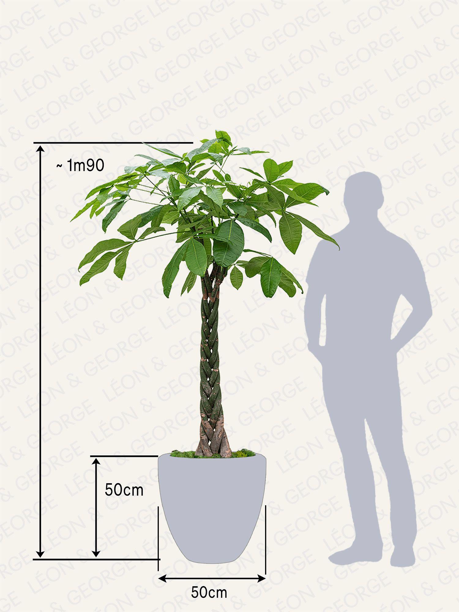 Pachira Aquatica