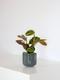 Maranta