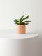 Staghorn Fern