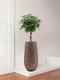 Schefflera Tree
