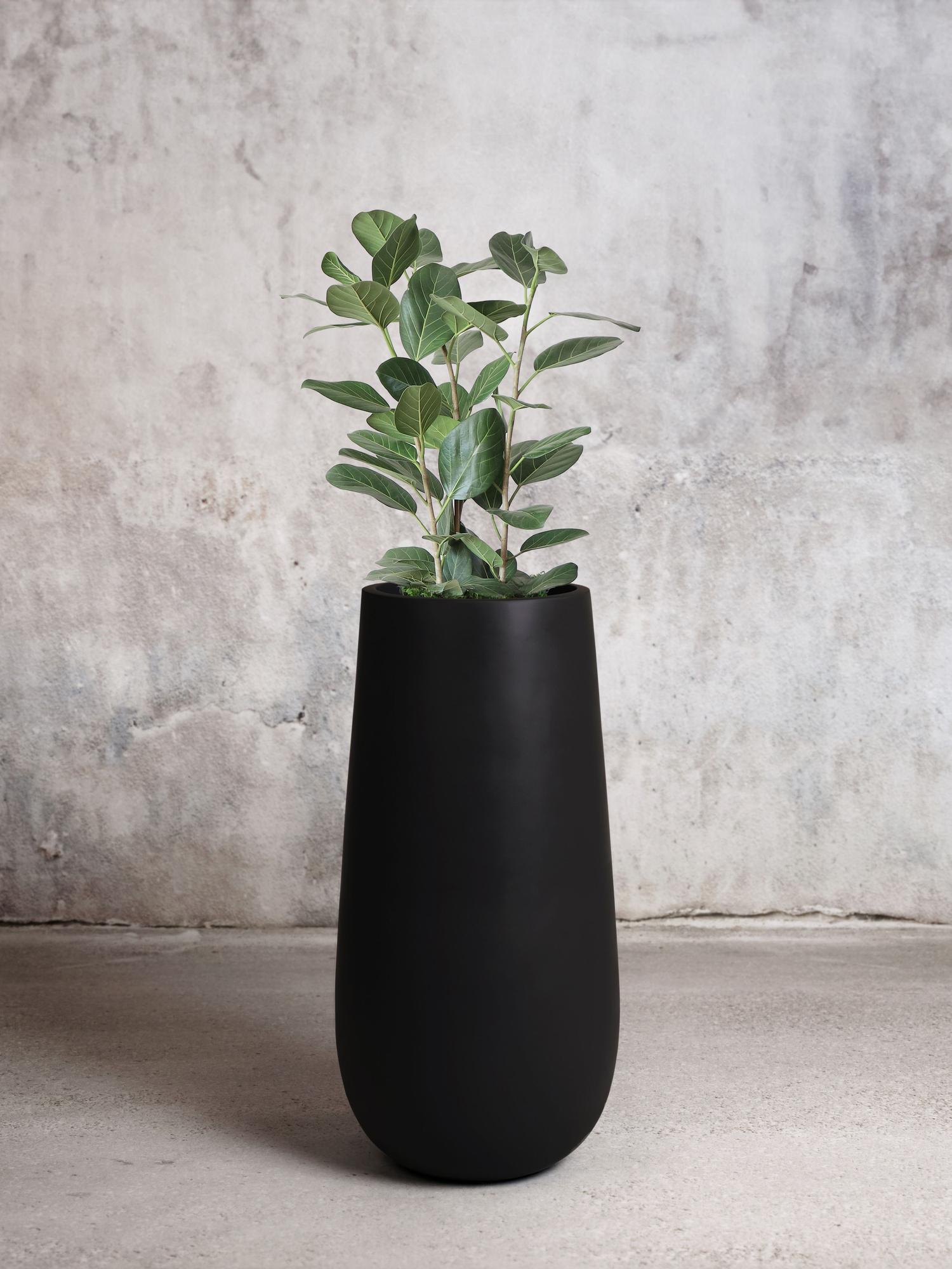 Ficus Audrey