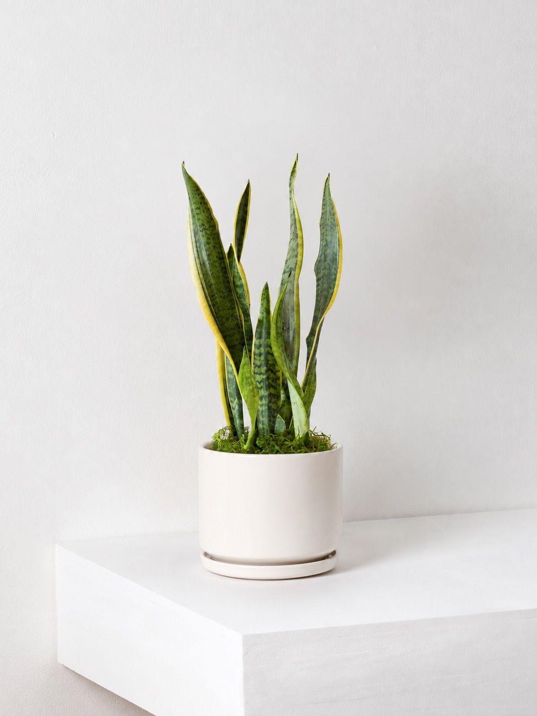Snake Plant Laurentii - White Foundation Ceramic