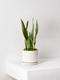 Snake Plant Laurentii