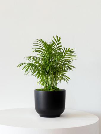 indoor plants picture