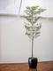 Black Olive Tree