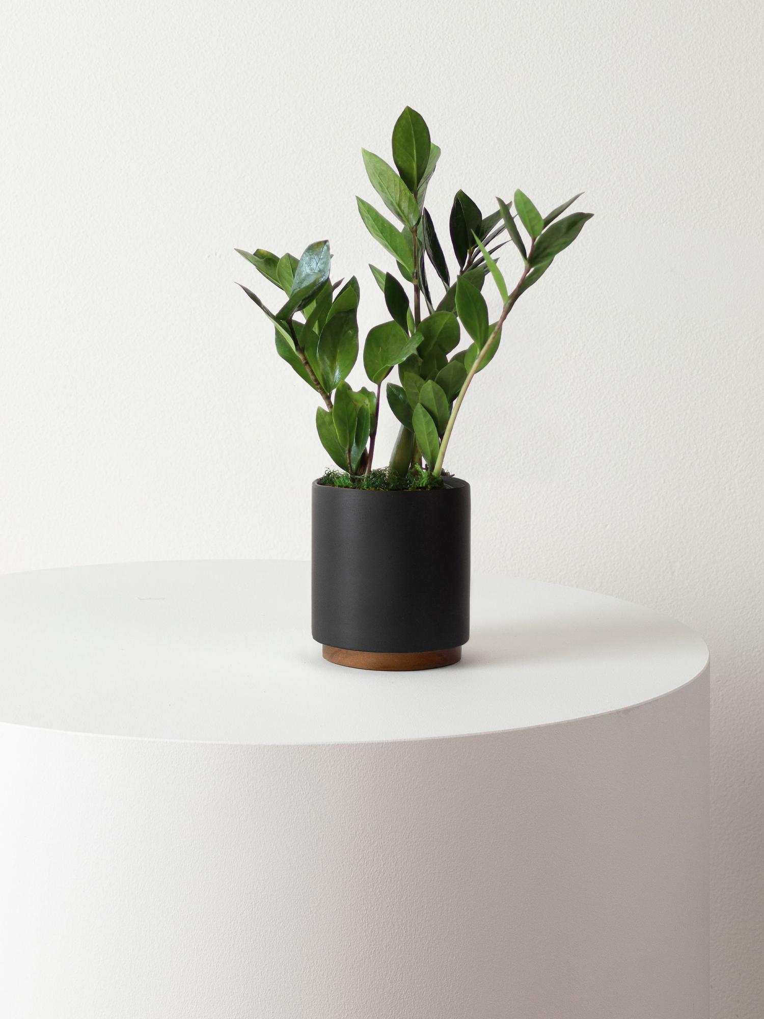 Zanzibar Gem - Black Mid-Century Ceramic & Dark Wood Plinth 