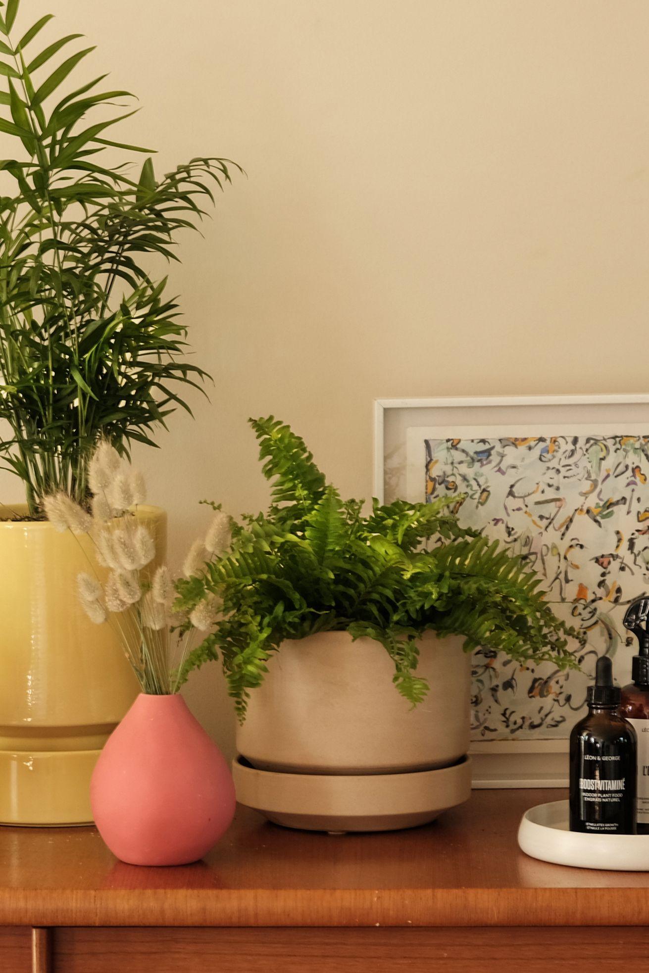 Boston Fern