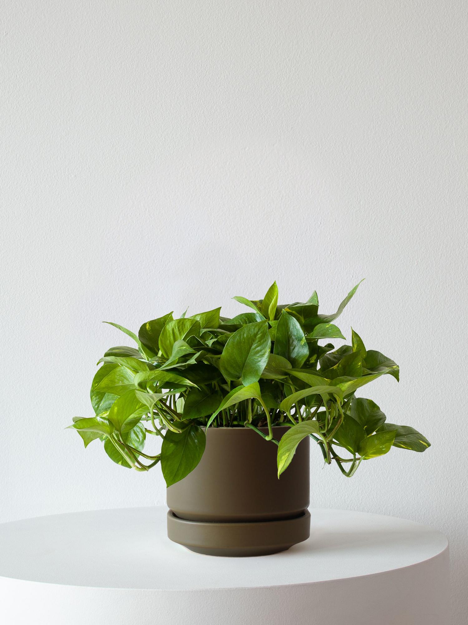 Cascading Pothos - Olive Scandinavian Ceramic 