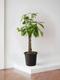 Braided Money Tree
