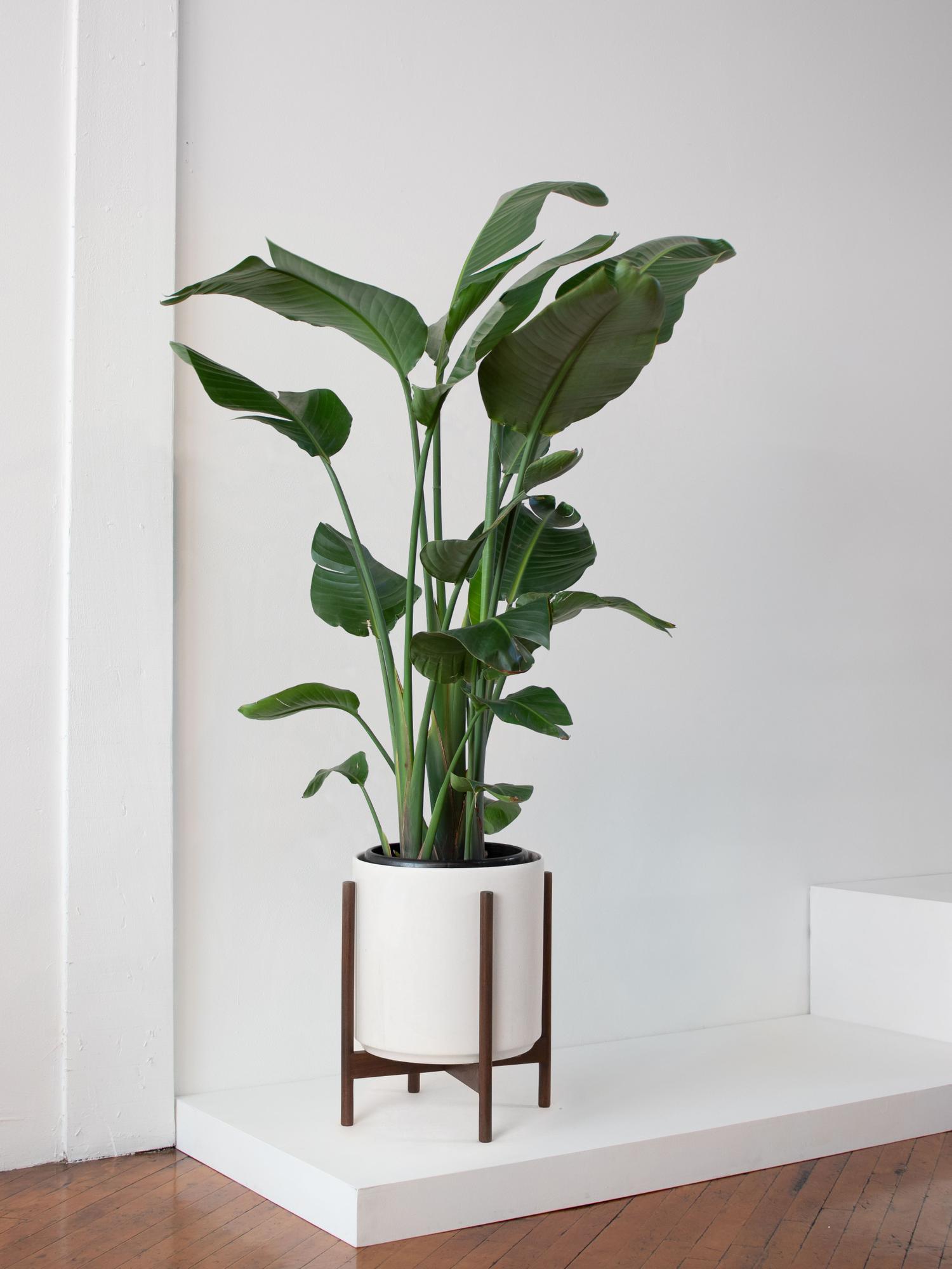 Bird of Paradise - White Mid-Century Ceramic & Dark Wood Stand 