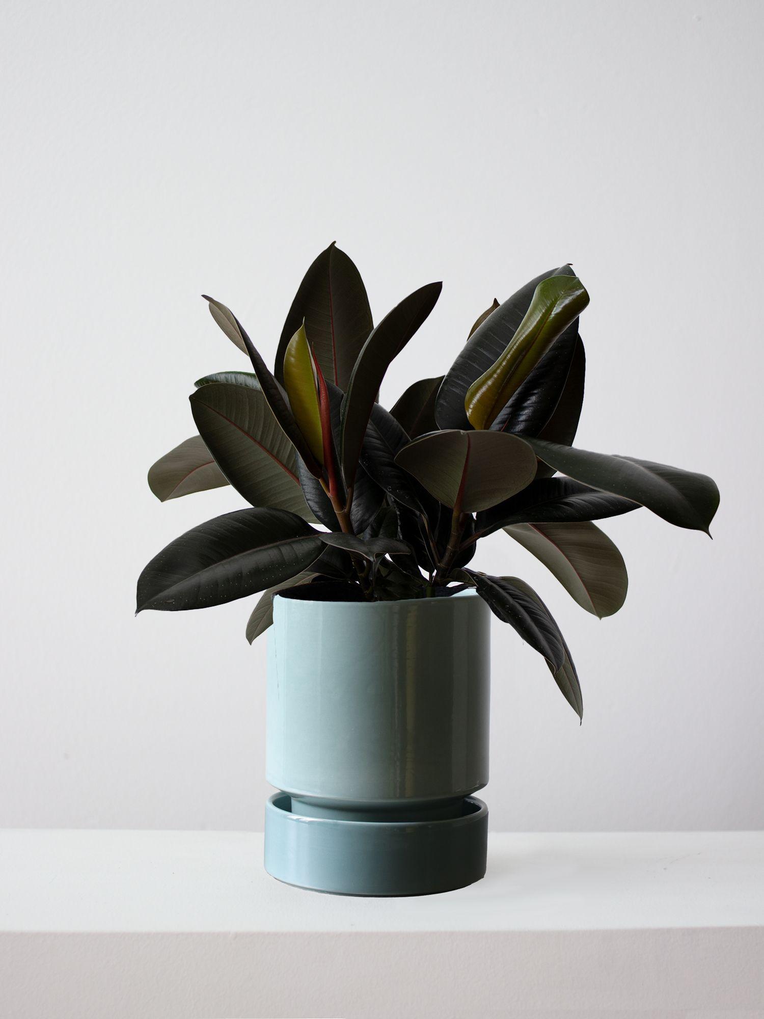 Rubber Plant