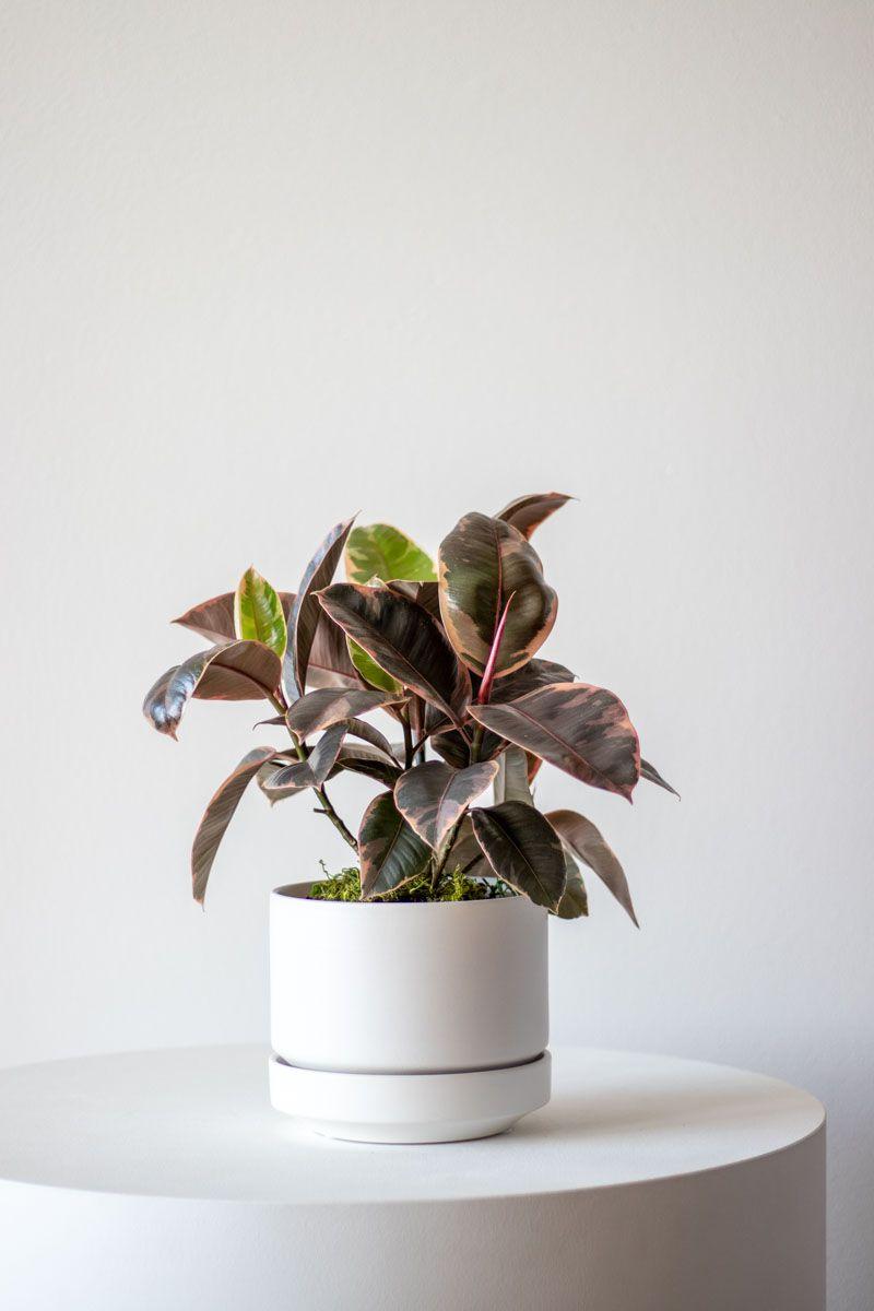 Ruby Ficus - White Scandinavian Ceramic 