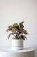 Ruby Rubber Plant