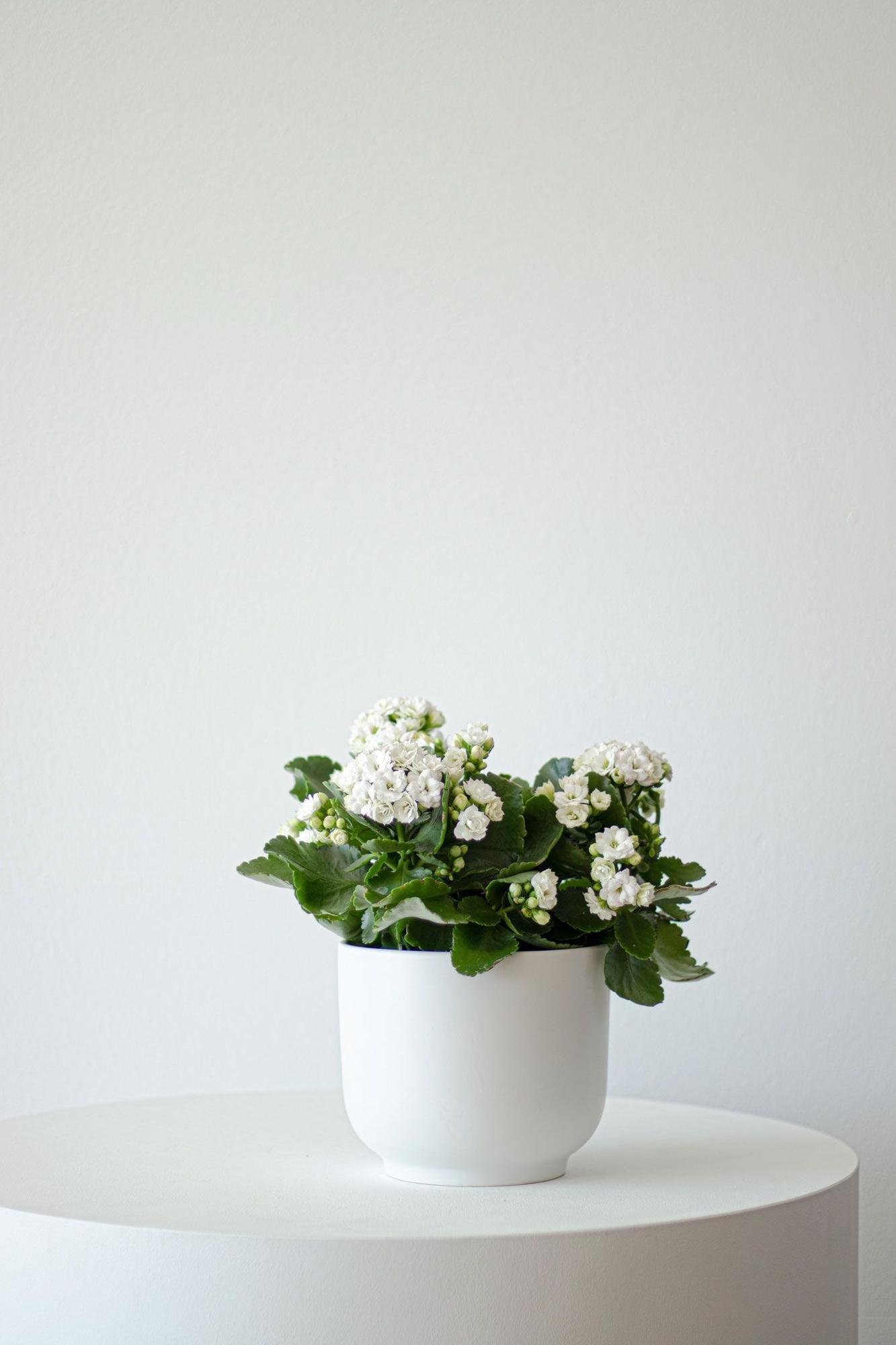 Snowdrop Calandiva - Nouvelle - Medium