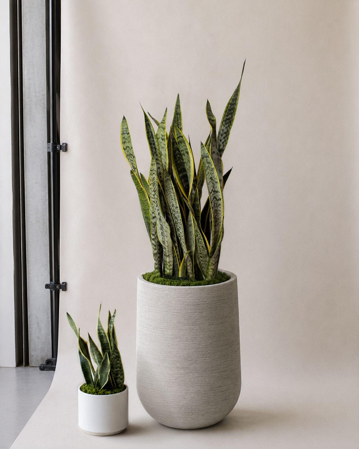 Snake Plant Laurentii