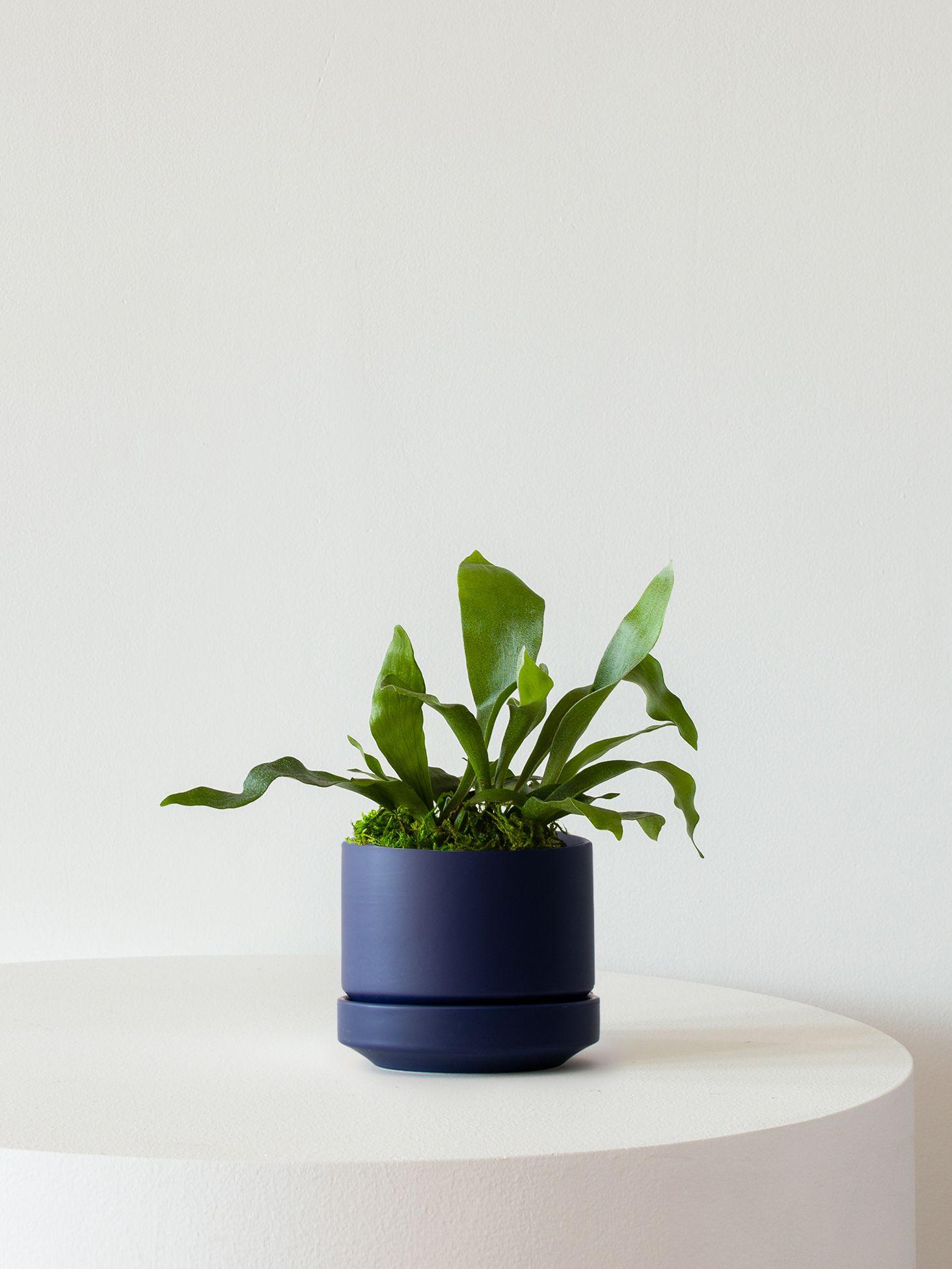 Staghorn Fern
