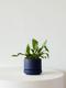 Staghorn Fern