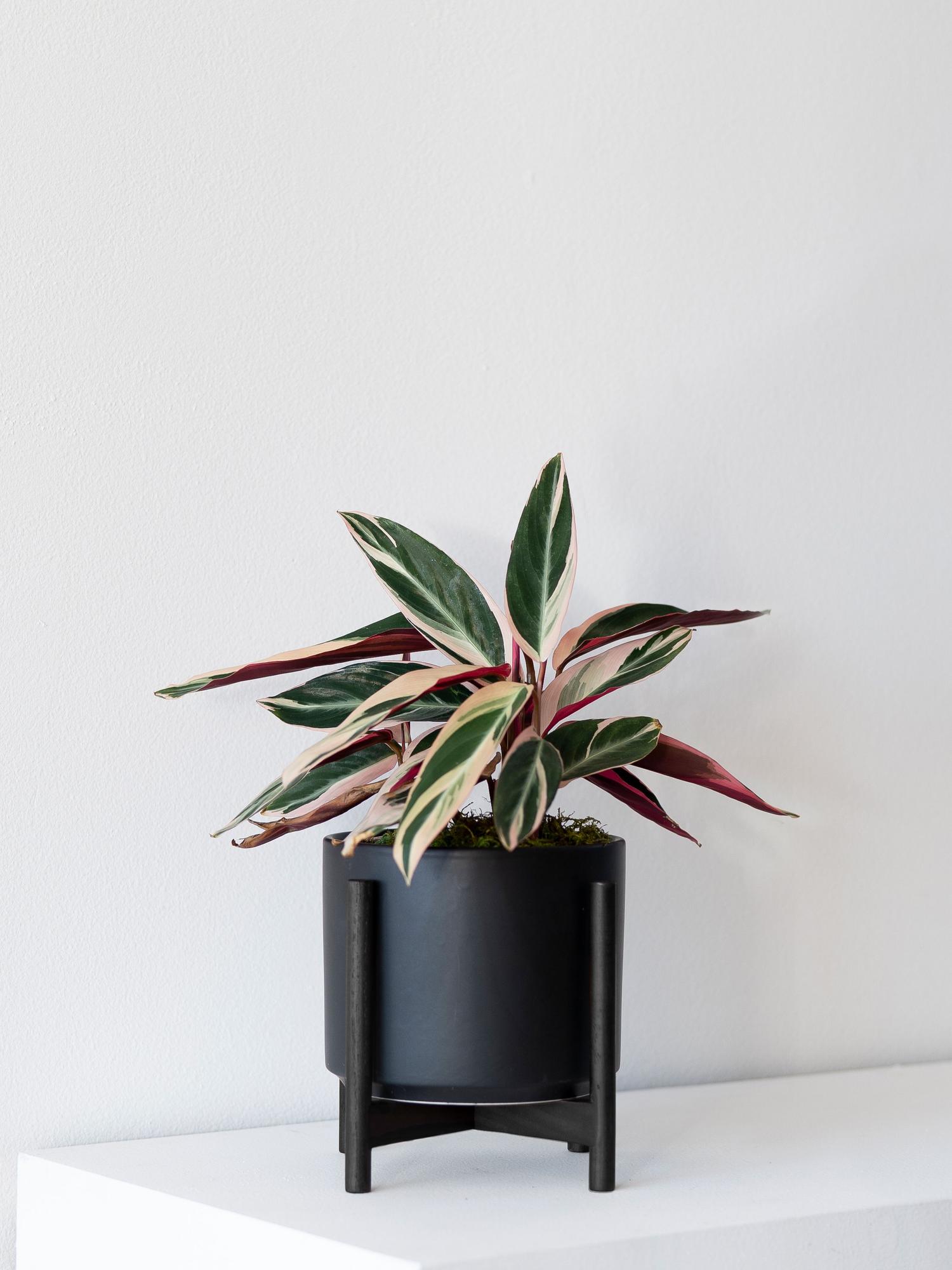 Magenta Triostar