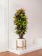 Croton Miss Iceton