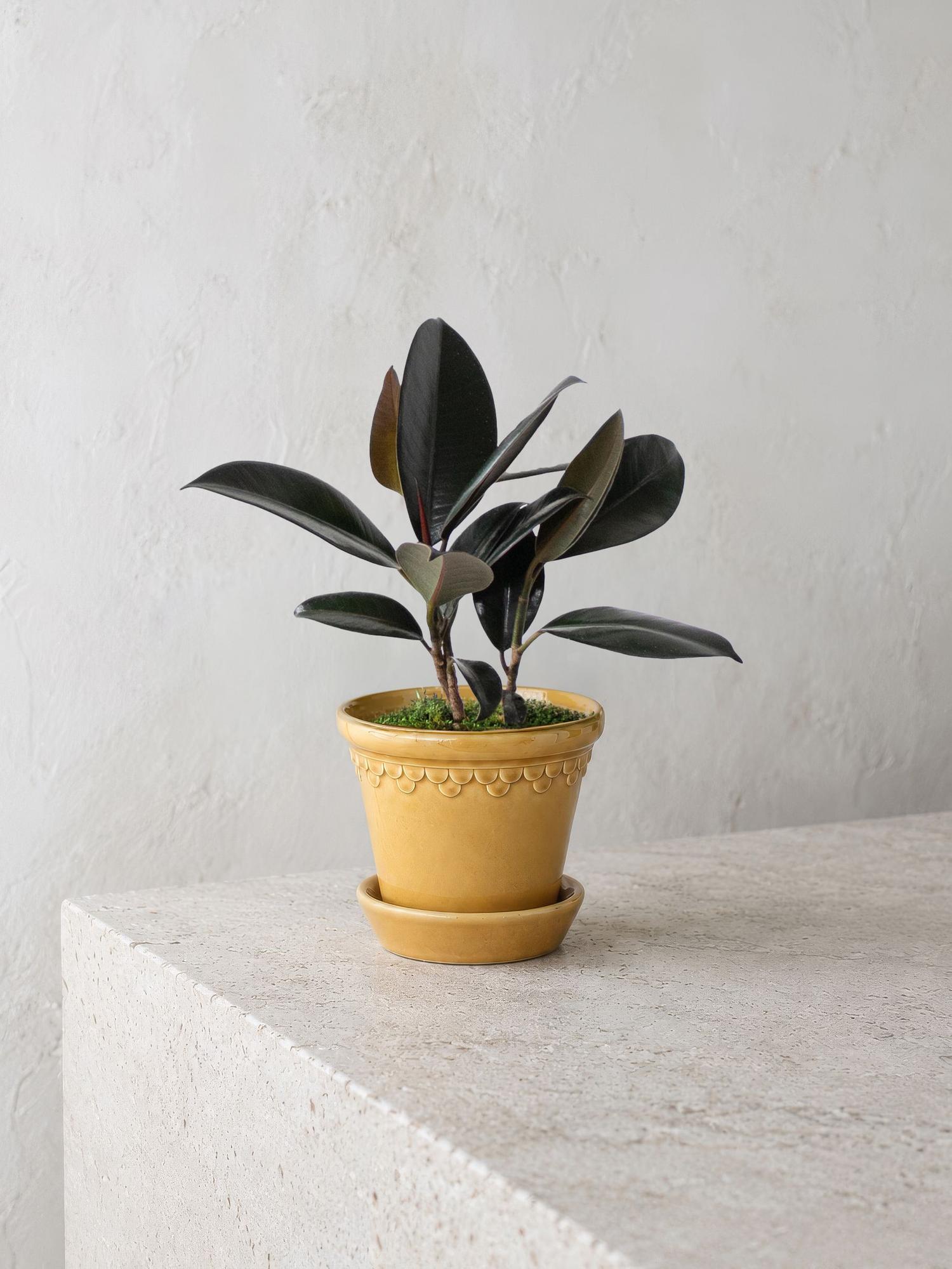 Rubber Plant