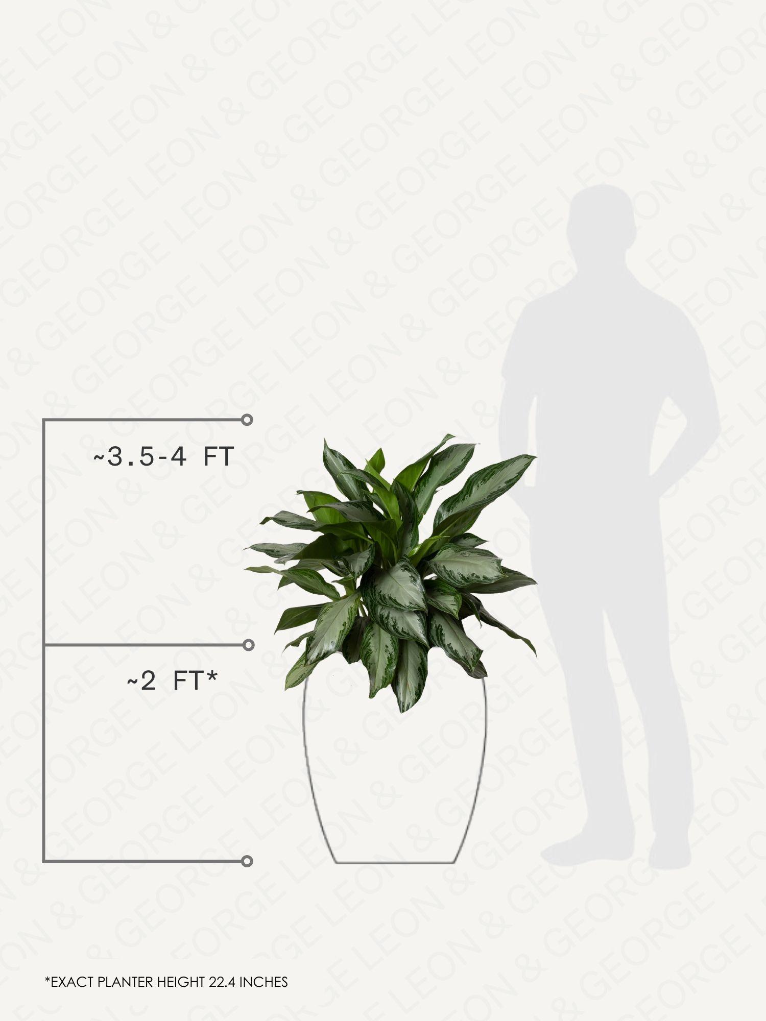 Silver Evergreen