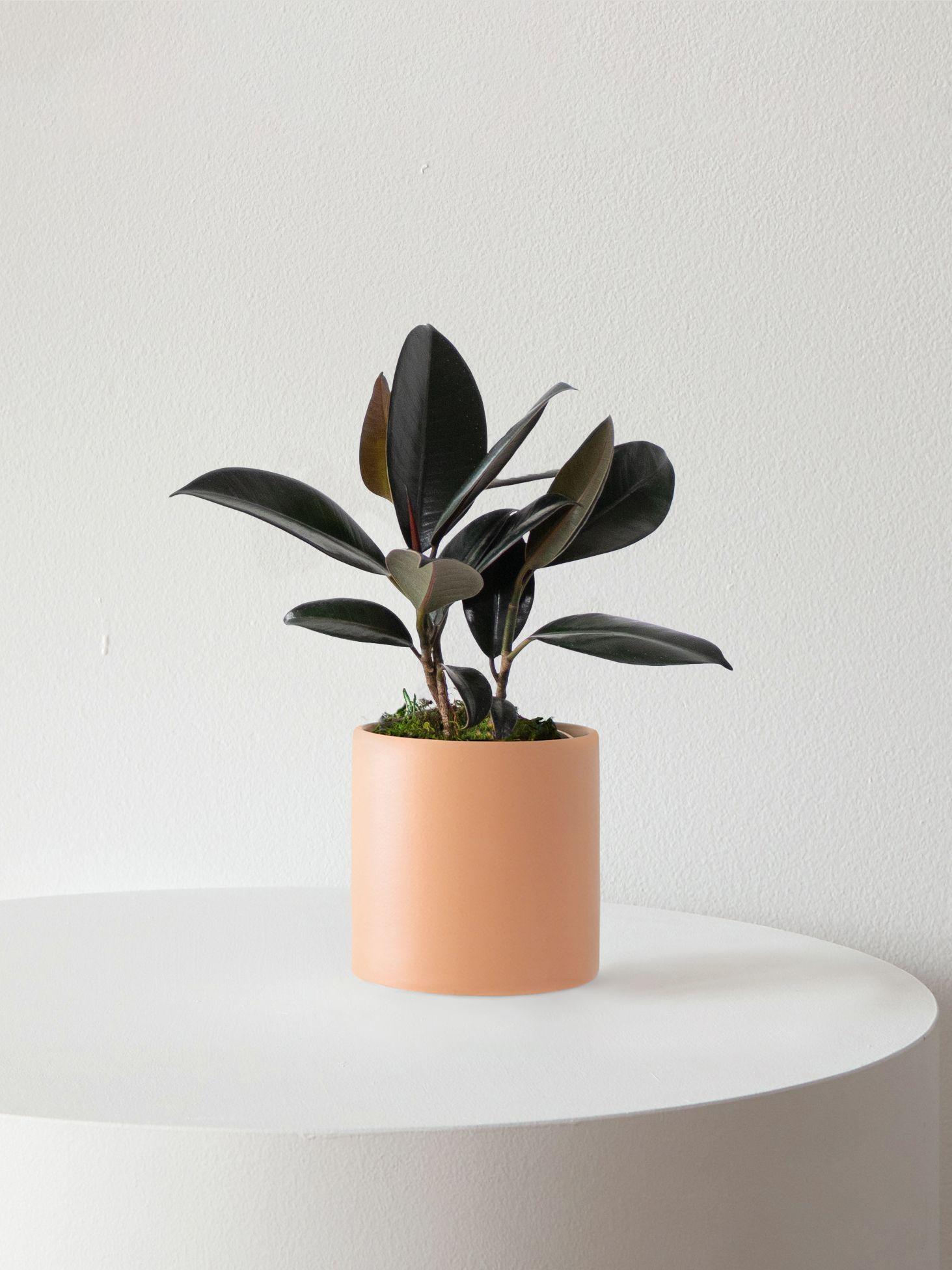 Rubber Plant