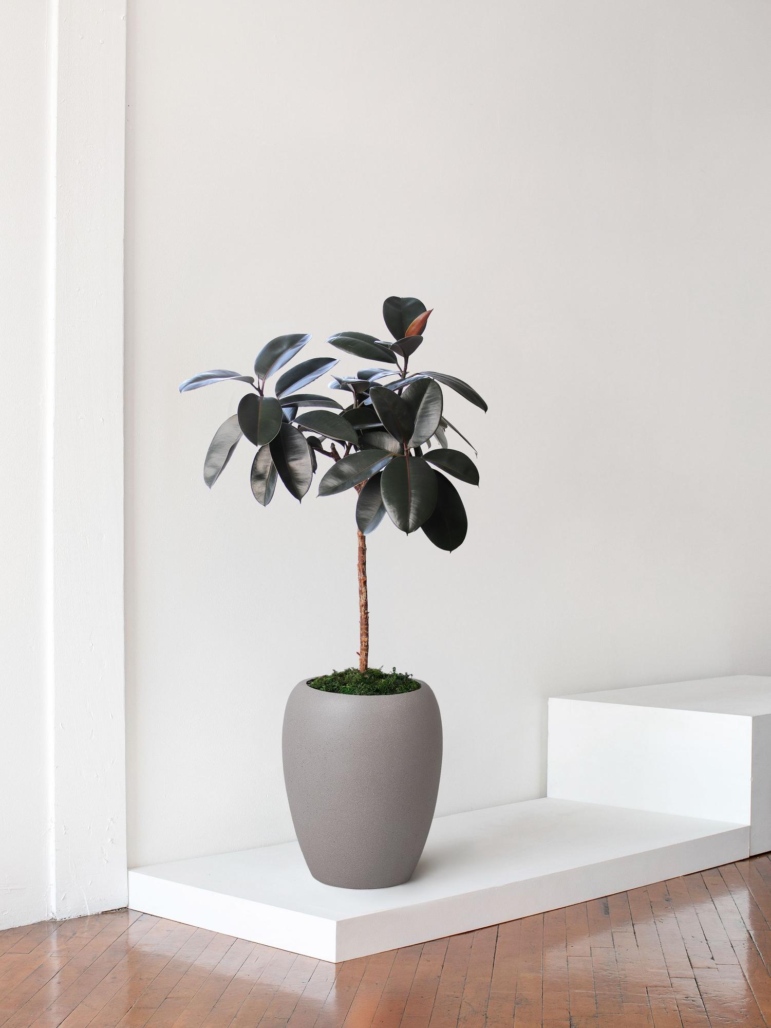 Rubber Tree 