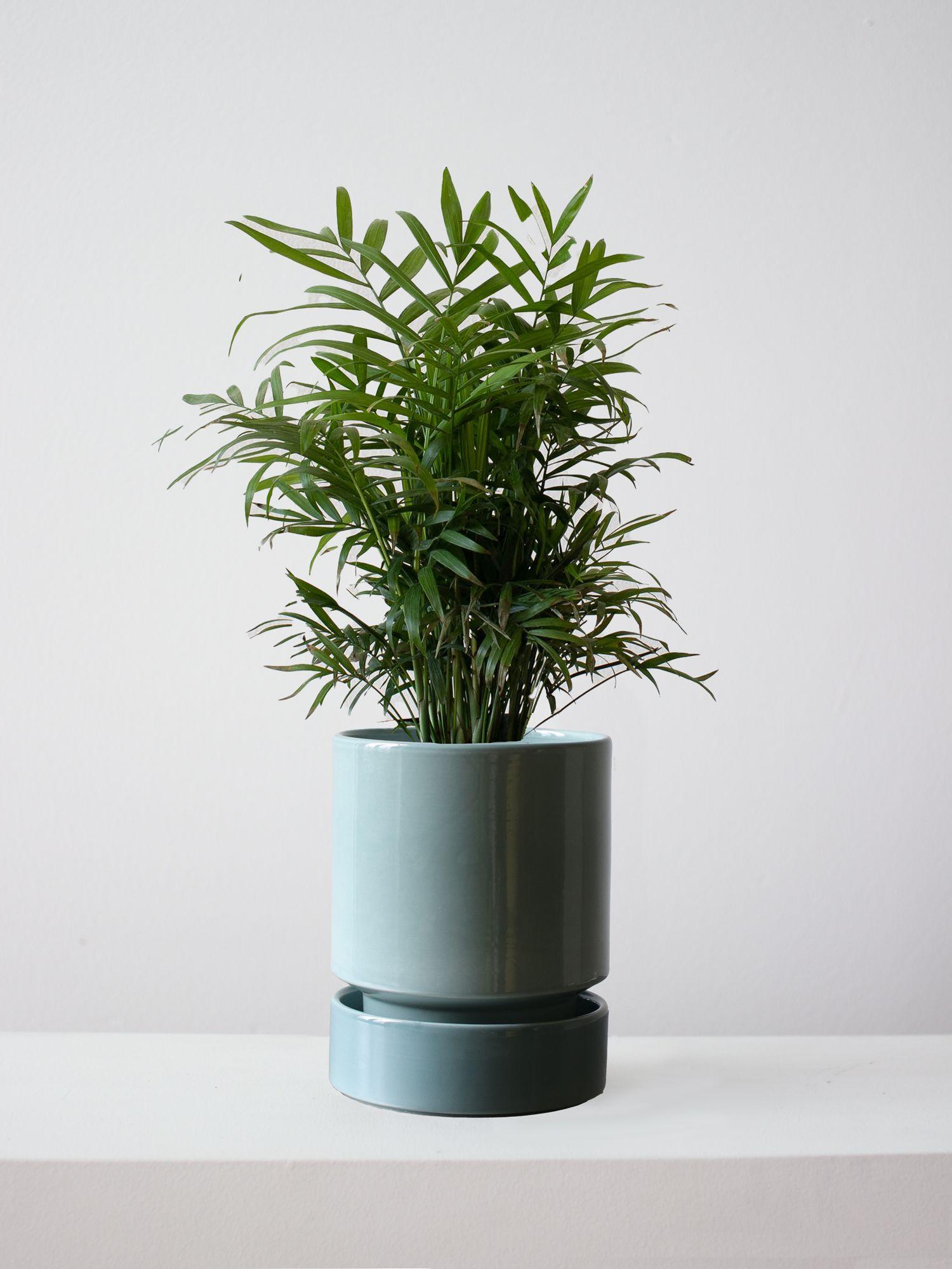 Parlor Palm - Mist With Saucer 