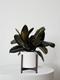 Rubber Plant