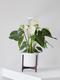 Anthurium - Queen of Spades