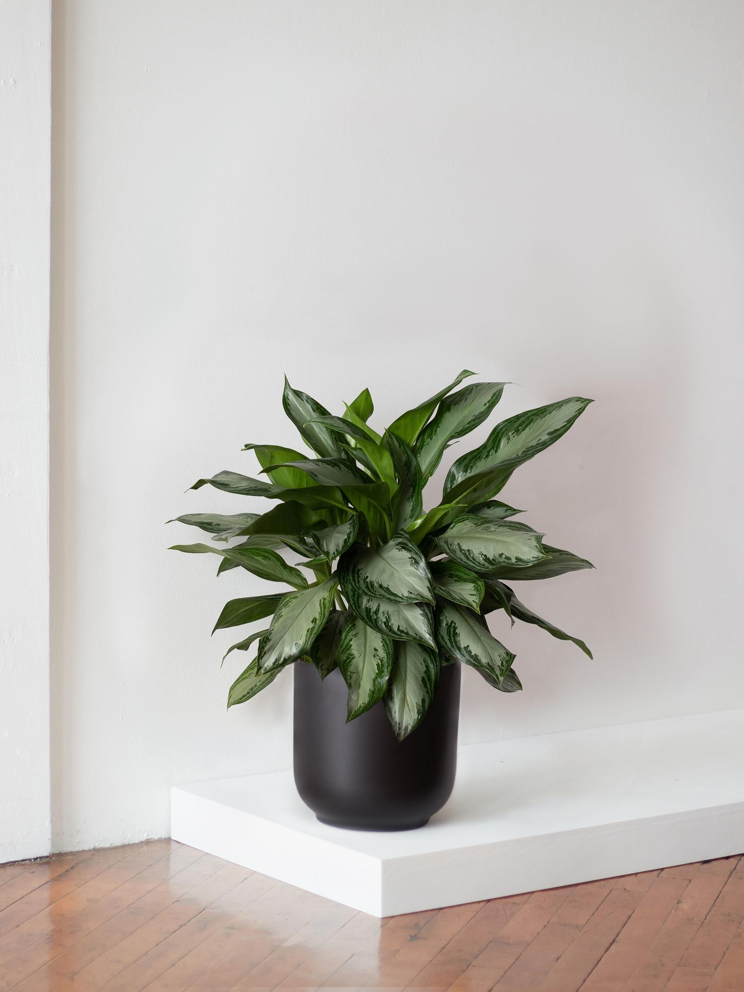 Silver Evergreen
