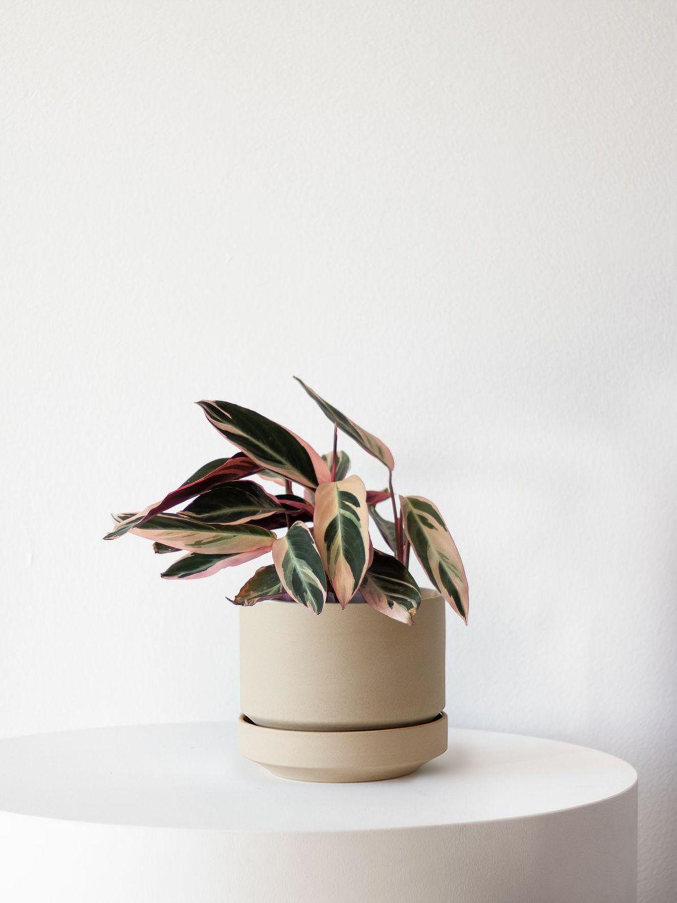 Magenta Triostar - Sand Scandinavian Ceramic 