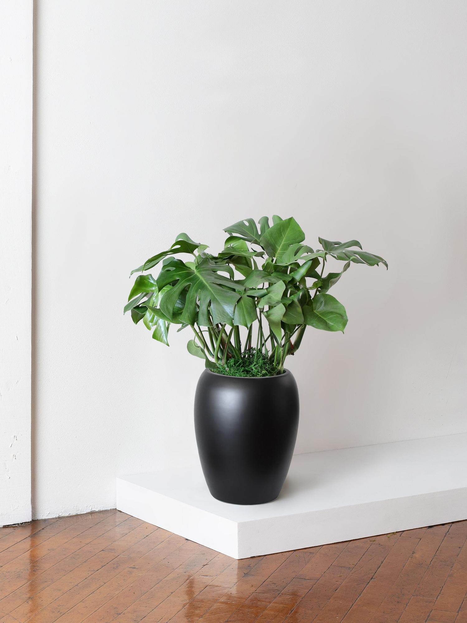 Monstera Deliciosa