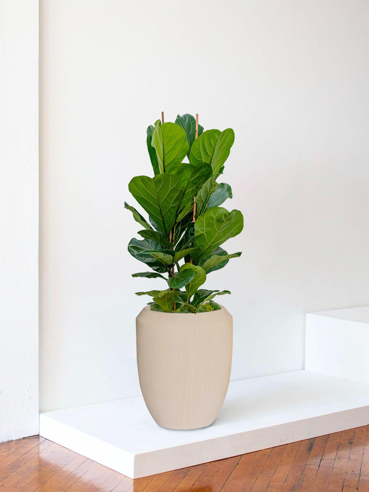 Ficus Lyrata Buisson - Le 30 Signature - Vesta calcaire 