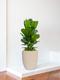 Fiddle Leaf Fig Bush 