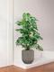 Monstera Deliciosa Géant