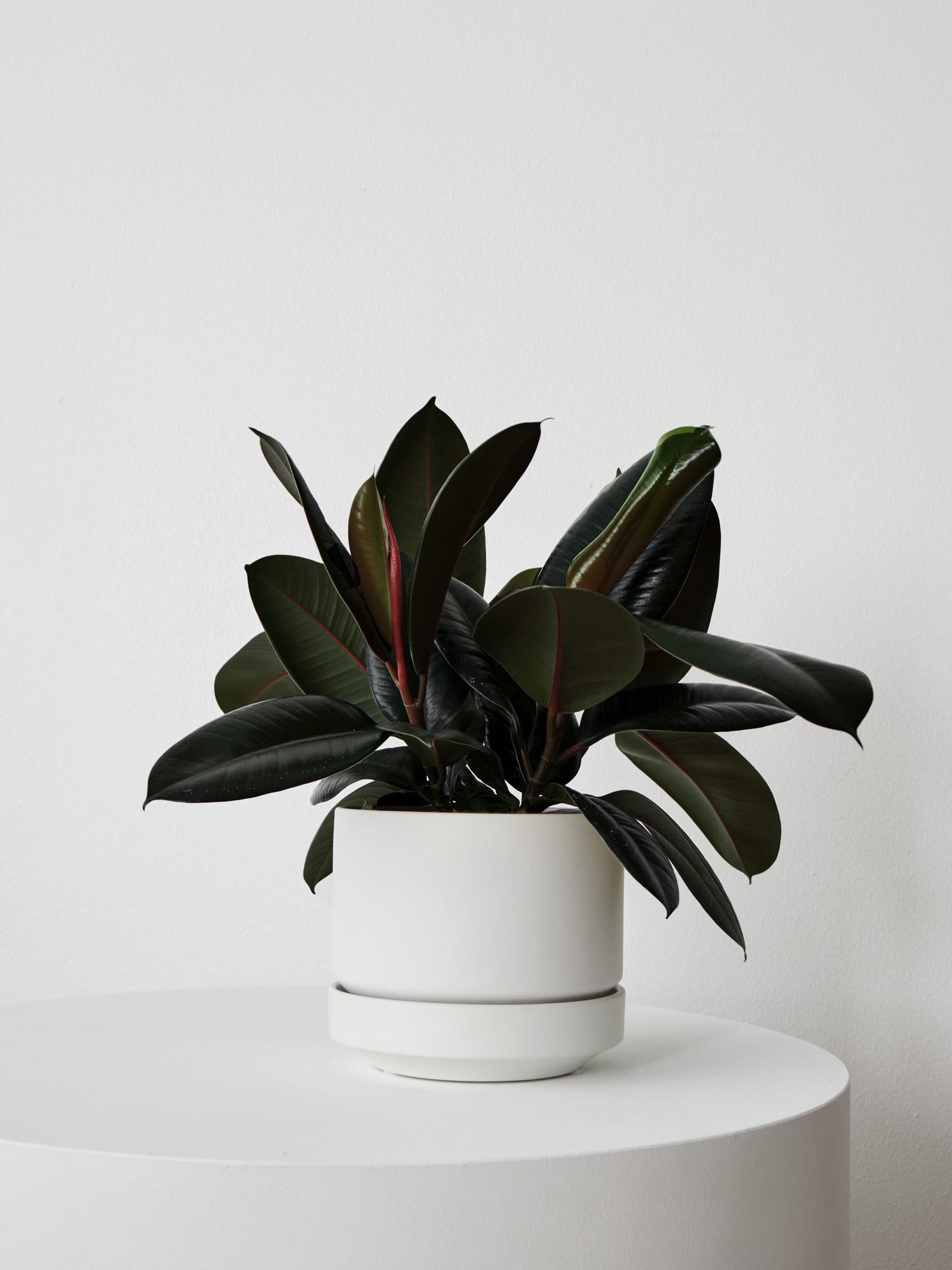Rubber Plant - White Scandinavian Ceramic 