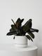 Rubber Plant