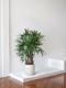 Lady Palm