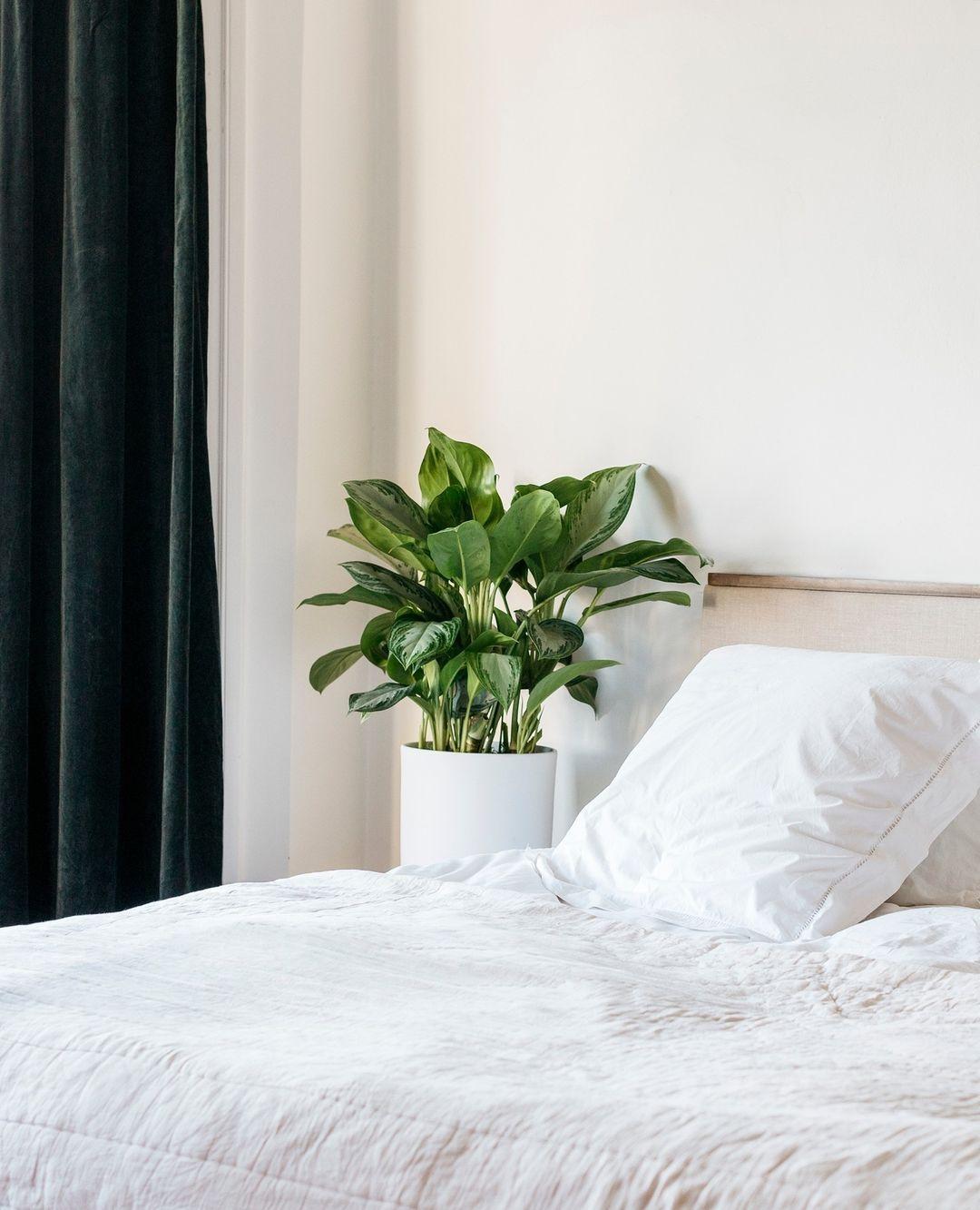 La chambre est souvent l'une des pièces les moins lumineuses et les moins ventilées de la maison. Nous y avons réuni des plantes à l'aise dans ces conditions, faciles à vivre et propices au repos, livrées en pot d'édition et prêtes à poser.