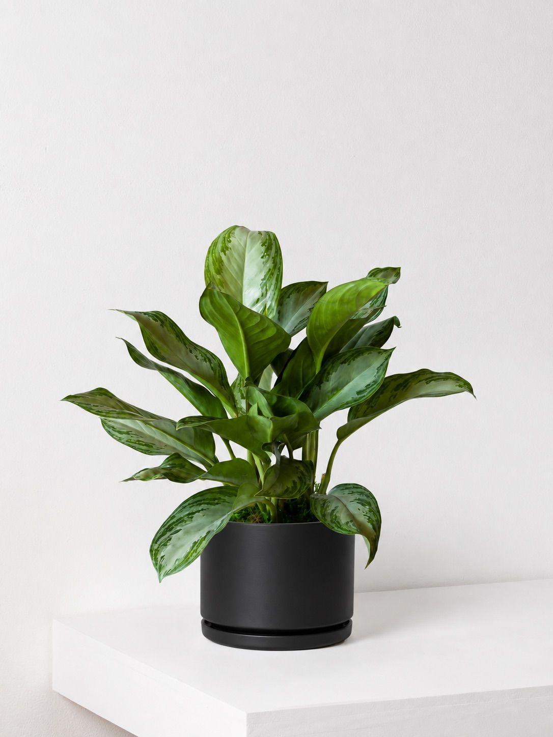 Silver Evergreen