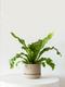 Bird's Nest Fern