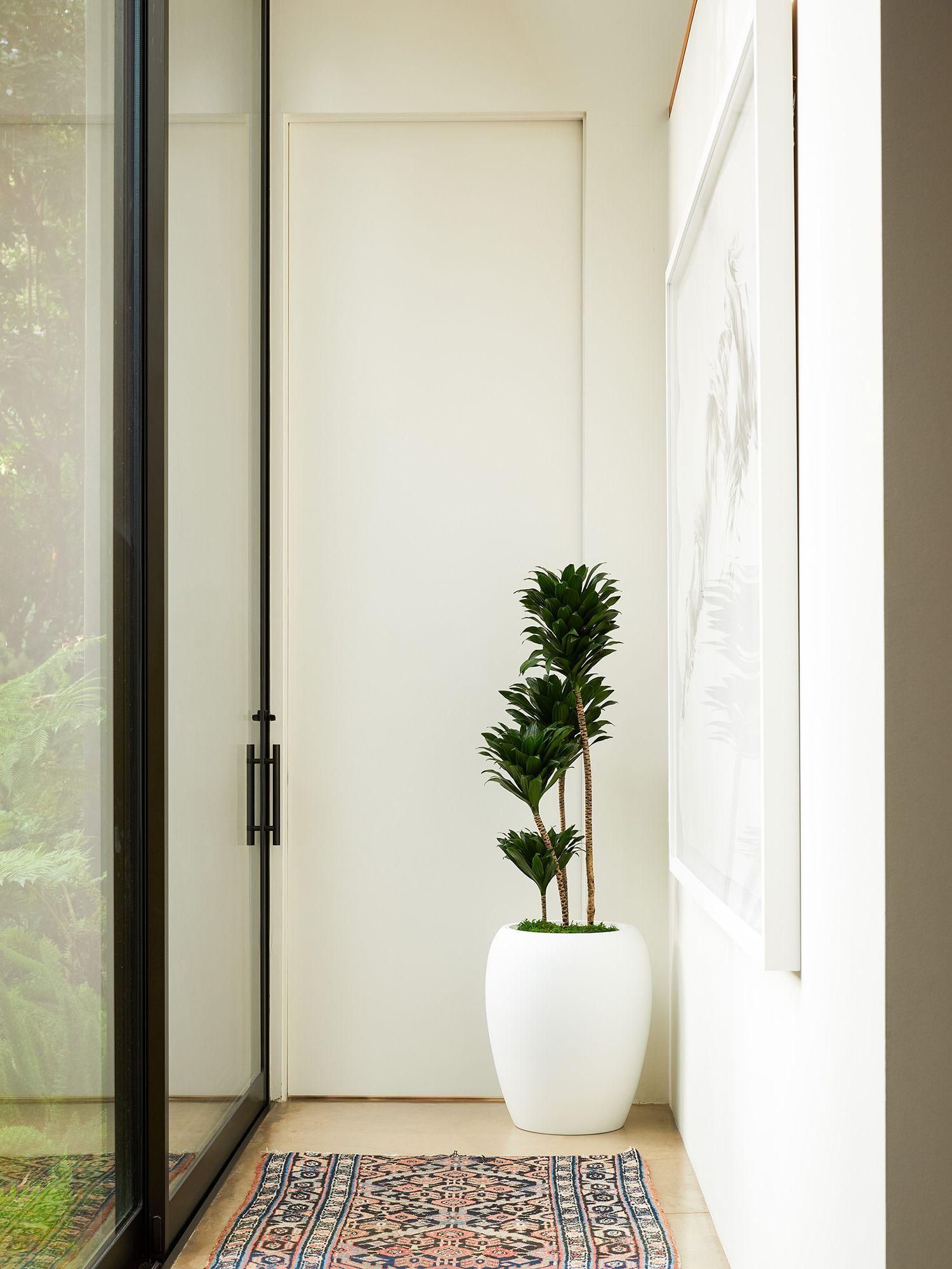 Dracaena Compacta