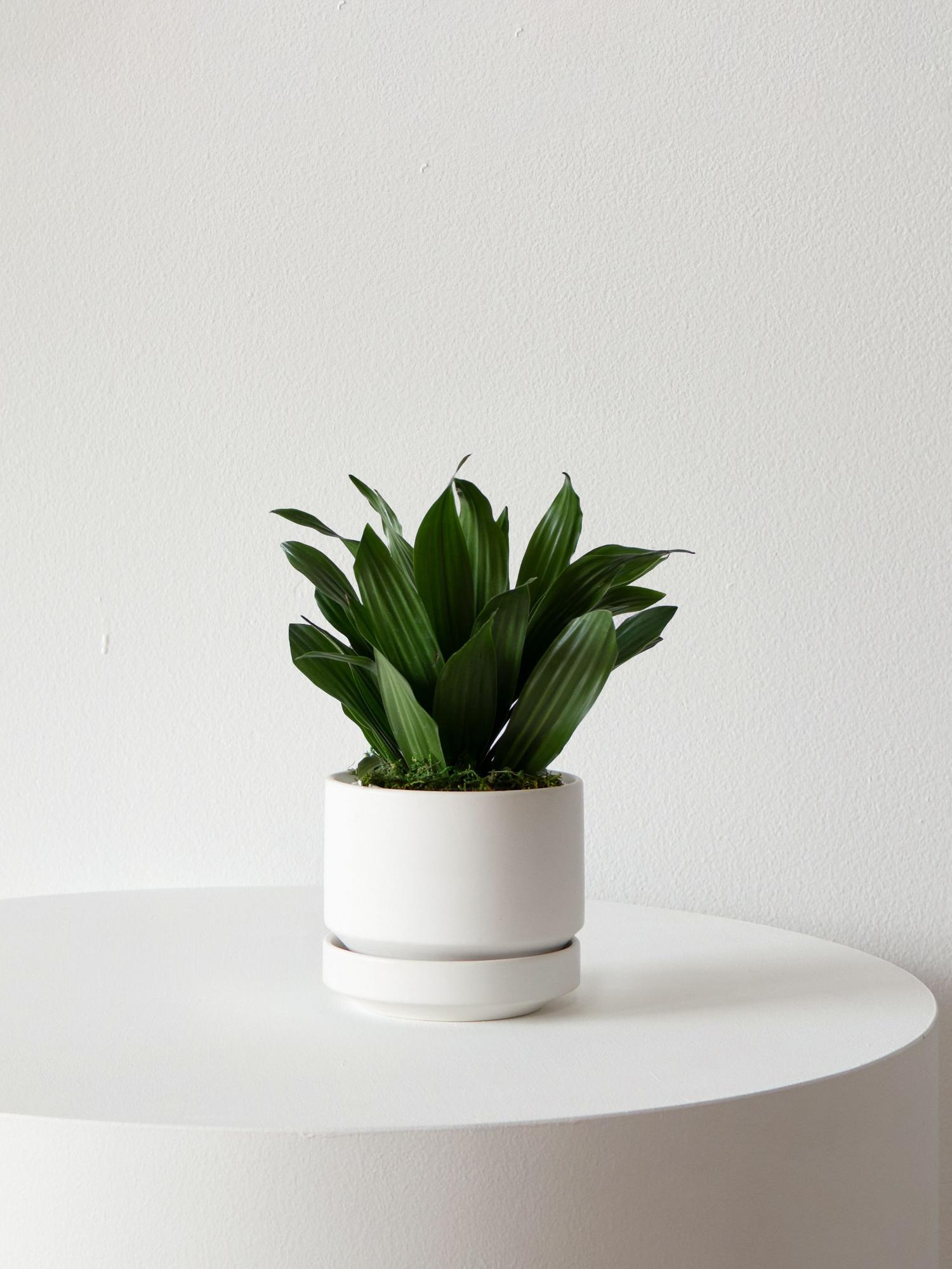Dracaena Compacta