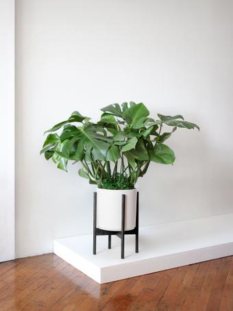 indoor plants picture
