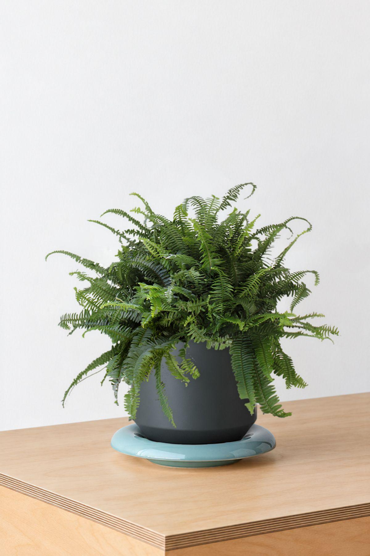 Boston Fern
